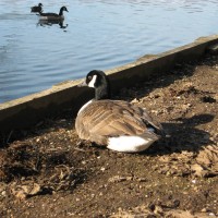 Canada Goose